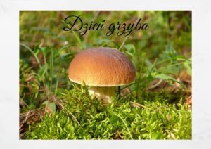 Read more about the article Dzień Grzyba w przedszkolu