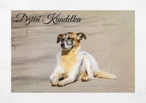 Read more about the article Dzień Kundelka