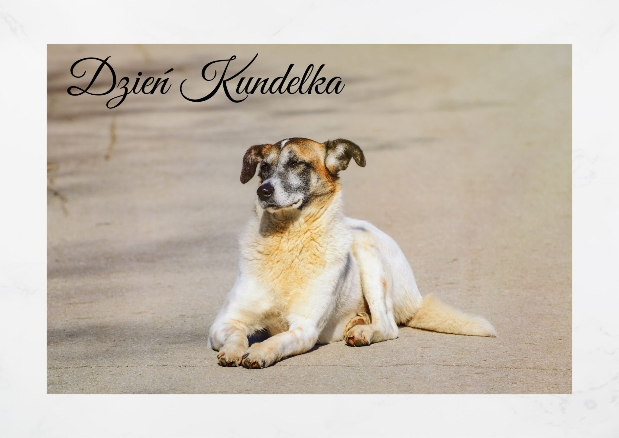 You are currently viewing Dzień Kundelka